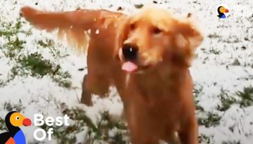 Dogs Discover Snow & Other Snow Loving Animals Too Compilation