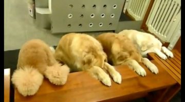 Funny Disciplined Dogs Praying Before Eating Videos Compilation