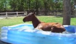 Horse Playing in a Paddling Pool