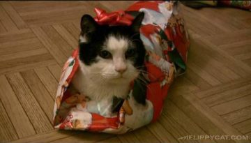 How to Wrap a Cat for Christmas