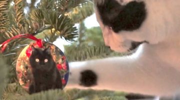 I’m Climbing up the Christmas Tree Neow!