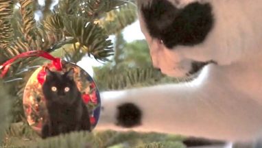 I’m Climbing up the Christmas Tree Neow!