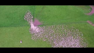 Sheep Being Herded Through a Narrow Gate