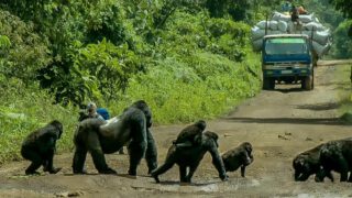 Silverback Gorilla Stops Traffic to Cross Road