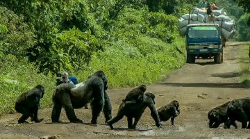 Silverback Gorilla Stops Traffic to Cross Road