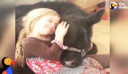 Girl Sneaks Baby Cow Into Her House and the Cow Breaks in Again a Year Later
