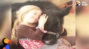 Girl Sneaks Baby Cow Into Her House and the Cow Breaks in Again a Year Later