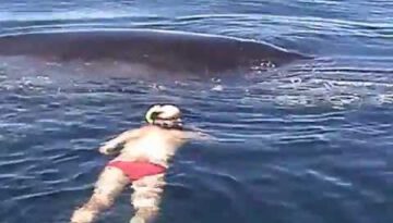 Humpback Whale Shows AMAZING Appreciation After Being Freed From Nets
