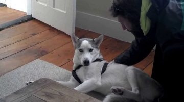 Husky Says No to Kennel