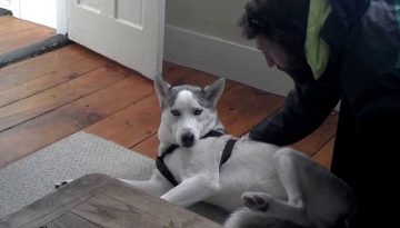 Husky Says No to Kennel