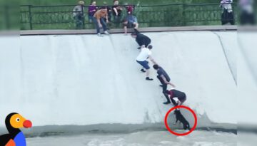 People Form Human Chain To Rescue Dog From Canal