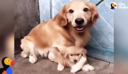 Protective Dog Dad Won’t Let Anyone Near His Puppy
