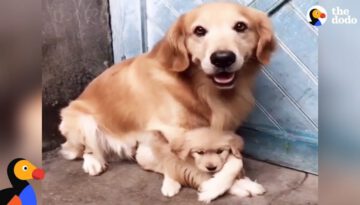 Protective Dog Dad Won’t Let Anyone Near His Puppy