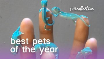 The Best Pet Videos of 2017