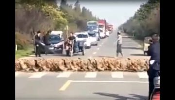 20,000 Ducks Crossing the Road