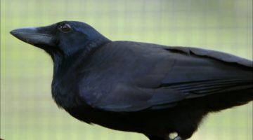Are Crows the Ultimate Problem Solvers?