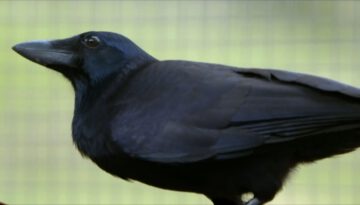 Are Crows the Ultimate Problem Solvers?