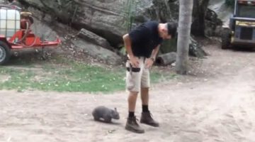 Baby Wombat Follows Keeper