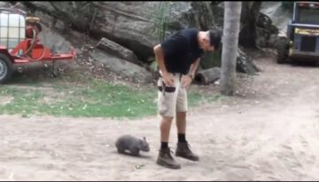 Baby Wombat Follows Keeper
