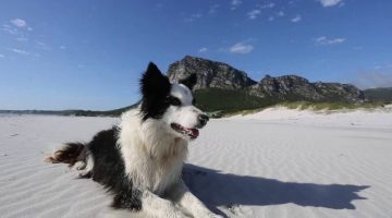 The-Border-Collie-that-changed-the-world