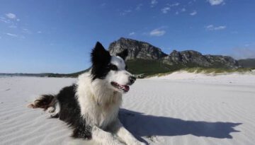 The-Border-Collie-that-changed-the-world