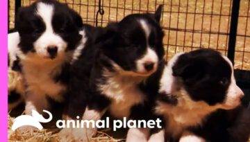 Baby Border Collie Puppies Who Are Too Cute to Be Real
