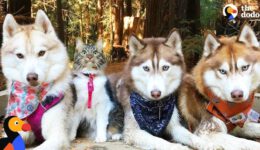 Cat Leads Her Pack Of Husky Dogs