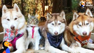 Cat Leads Her Pack Of Husky Dogs