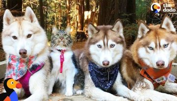 Cat Leads Her Pack Of Husky Dogs