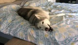 Stubborn Husky Won’t Get Out of Bed