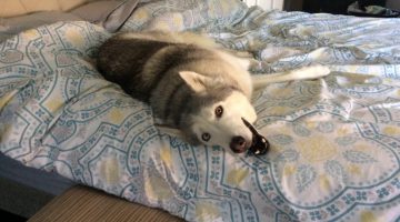 Stubborn Husky Won’t Get Out of Bed