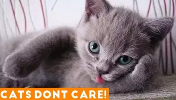 These Cats Just Don’t Care! Try Not to Laugh