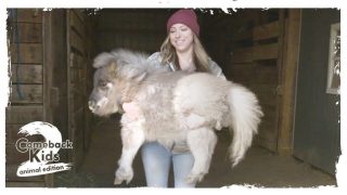 Mini Dwarf Pony Who Could Barely Walk Finally Gets To Run