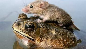 32 Of The Most Unlikely Animal Relationships