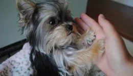 A Cute and Very Smart Yorkie Puppy