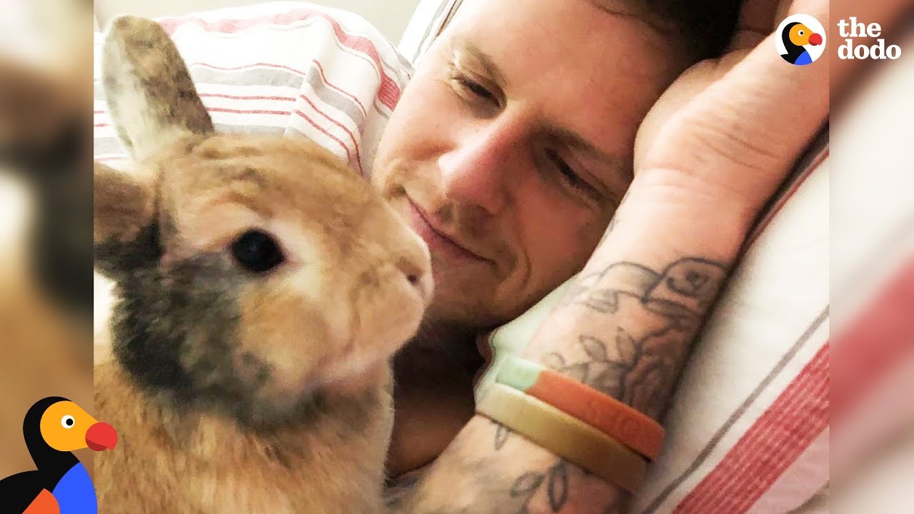 Amazing Rabbit Changes Man's Mind About Animals - 1Funny.com