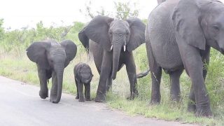 Baby Elephant Struggling with This Long Thing on His Face