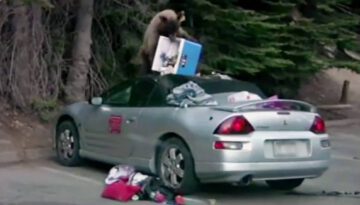 Bear Attacks Car
