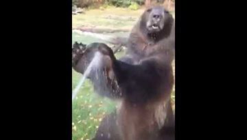 Bear Loves Taking a Bath