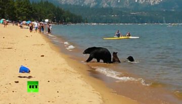 Bears Swimming with People at the Beach