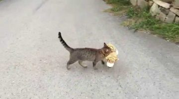Cat Goes to Neighbors House to Borrow a Tiger Plush Toy