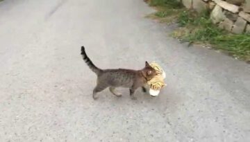 Cat Goes to Neighbors House to Borrow a Tiger Plush Toy