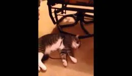 Cat Plays Dead to Avoid Going for a Walk
