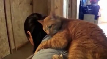 Cats Reuniting with Their Owners