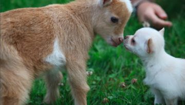 Chihuahua Puppy Thinks She’s a Baby Goat