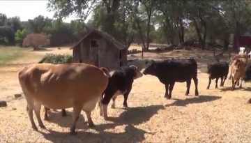 Cows Run with Joy After Meeting New Friends