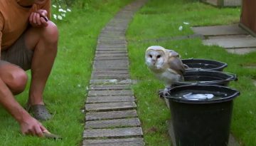 Cute Barn Owl Learns How to Fly