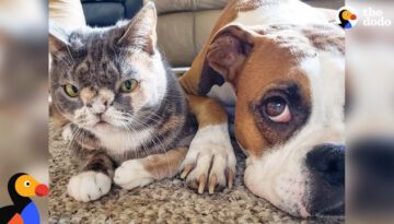 Dog Falls In Love With Very Special Cat