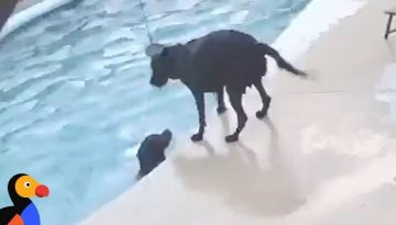 Dog Saves Dog in Pool