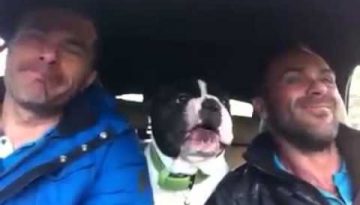 Dog Sings Duet in the Car